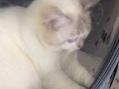 -谐和益家动物医院·免疫绝育·血液透析·宠保定点医院(高新伊藤分院)