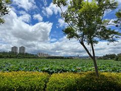 -黄海国家森林公园