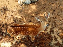 -石家庄市动物园