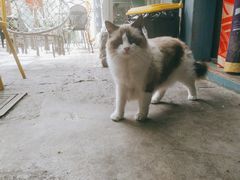 -喵屿·大理花园猫咖