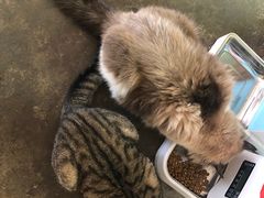 -喵屿·大理花园猫咖