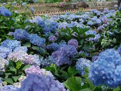 -上海共青森林公园