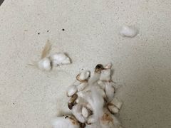 -瑞派长江宠物医院·猫科·外科·24小时夜护(谊城公寓分院)