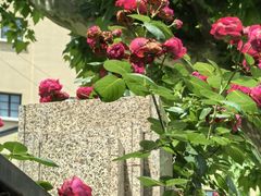 -徐家汇源景区-衡山公园