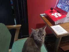 -猫色咖啡·猫咖