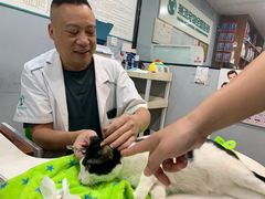 -瑞派动物医院·绝育·犬猫全科·预防医学(光景江南中店)