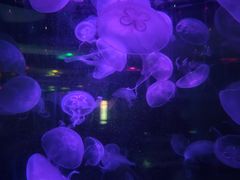 -重庆欢乐海底世界