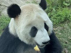 -武汉动物园