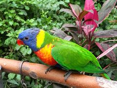 -南宫五洲植物乐园