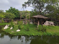 -深圳野生动物园
