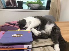 -猫音日语留学培训