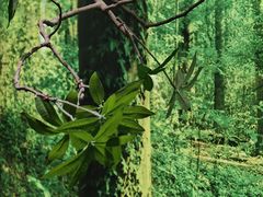 -极简口腔(总院)