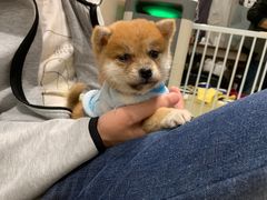 -逗柴咖啡屋·狗咖猫咖宠物桌游