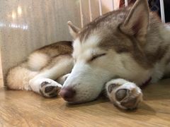 -Husky Go! 哈士奇体验馆·宠物咖啡厅狗咖