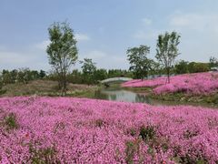 -花开海上生态园
