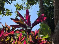 -中国科学院西双版纳热带植物园