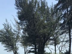 -贝壳沙滩