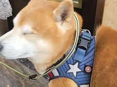 -宠爱国际动物医院·消化内科·心肾内科·ISFM猫友好(望京店)