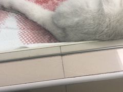 -申普宠物医院·心脏介入·心血管微创(总院)