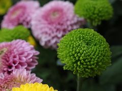 -杭州植物园