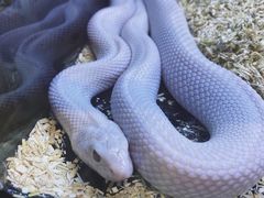 -酷以爬仙阁实体爬宠店·守宫·蜥蜴·专业繁育