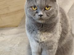 -楼上猫咖(罗湖店)