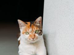 -Again Coffee Roaster(香蜜湖店)