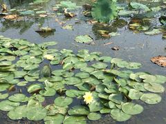 -大兴滨河森林公园