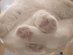 -飞行喵MR PILOT|猫舍·猫咖(静安大融城店)