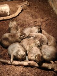 -Zoolung Zoolung动物主题公园(海信广场店)