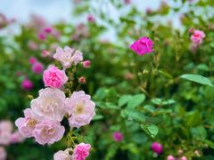 -贡湖湾湿地公园