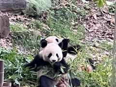 -都江堰中华大熊猫苑