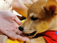 -逗柴咖啡屋·狗咖猫咖宠物桌游
