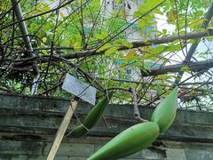 -广州神农草堂中医药博物馆