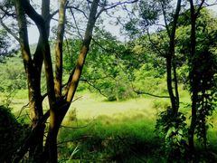 -湖南四明山国家森林公园