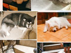 -more than meow吴止猫主题餐厅(承德 中船汇店)