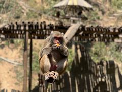 -西双版纳原始森林公园