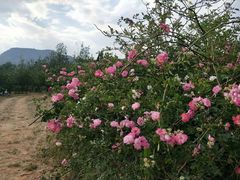 -名花谷生态庄园