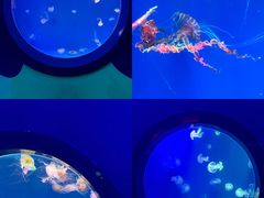 -海合安青岛极地海洋公园