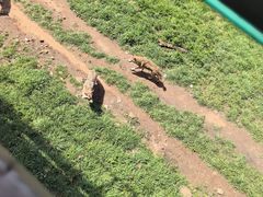 -合肥野生动物园