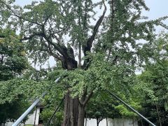 -上海佘山国家森林公园天马山园