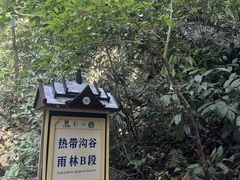 -西双版纳原始森林公园