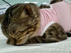 -达爱动物医院·犬猫分区·CT·复杂眼科(远洋山水分院)