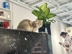 -琪喵猫屋·撸猫猫咖·猫舍