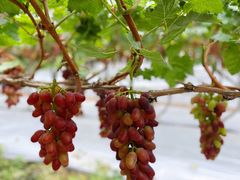 -金谷域澳洲庄园