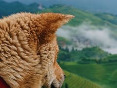 -龙脊梯田