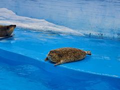 -上海海昌海洋公园