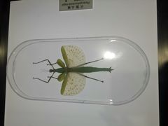 -上海昆虫博物馆
