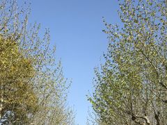 -上海鲜花港