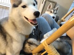 -Husky Go! 哈士奇体验馆·宠物咖啡厅狗咖